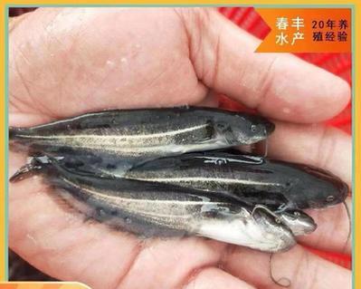 达赉湖投放鱼苗的具体位置在哪里？有什么特别要求？