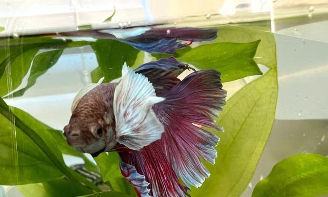 斗鱼苗换水后死亡的原因是什么？如何安全换水？