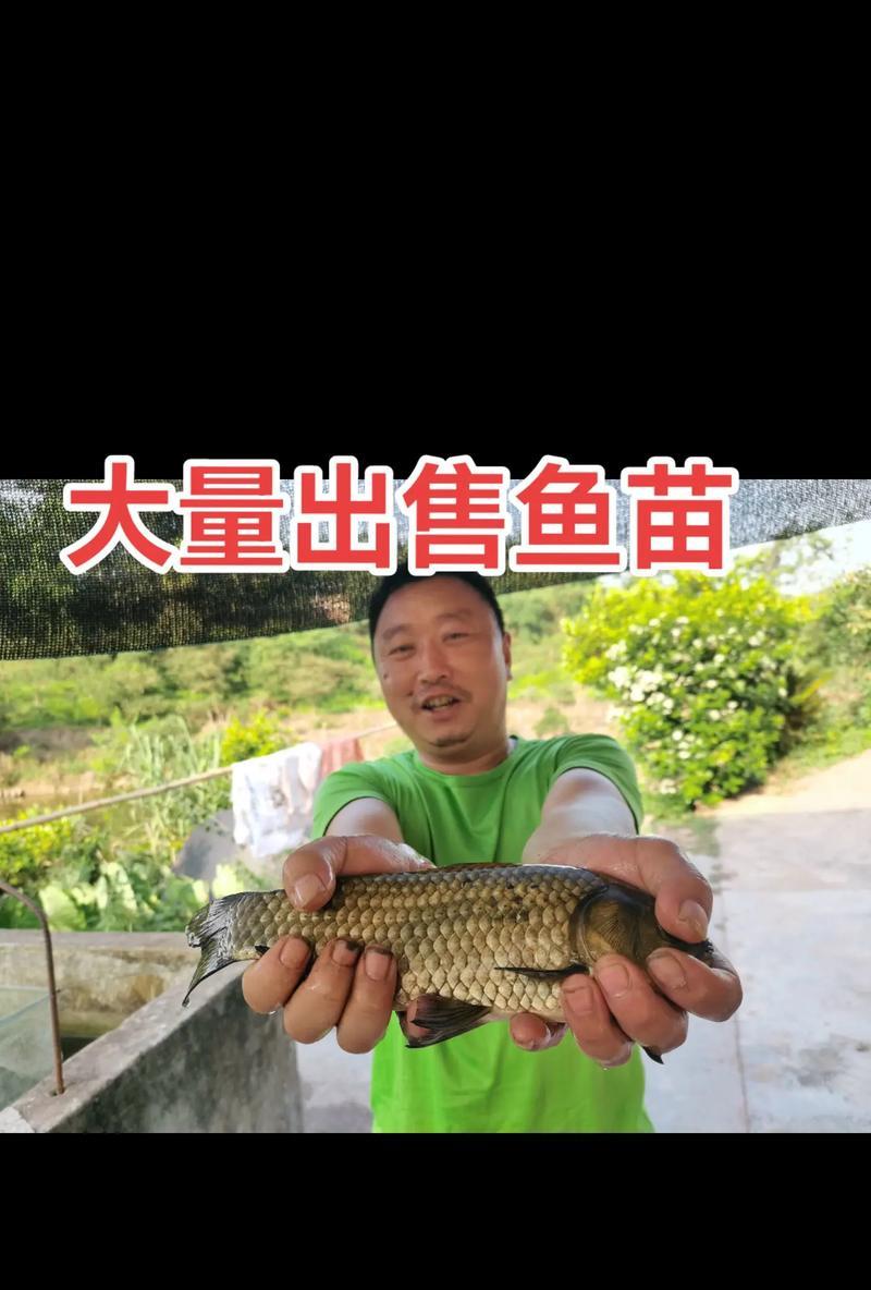 哪里可以收购小毛鱼苗？收购时应该注意哪些问题？