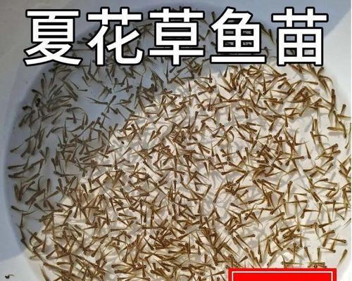 哪里可以收购小毛鱼苗？收购时应该注意哪些问题？