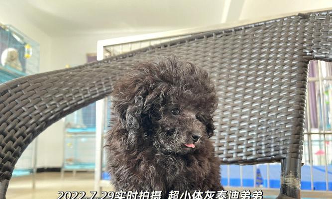 上海宠物店有卖泰迪狗吗？泰迪狗的价格是多少？