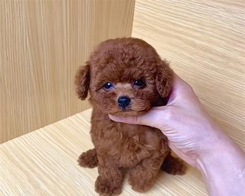 上海宠物店有卖泰迪狗吗？泰迪狗的价格是多少？