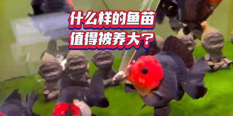 为什么人们选择养鱼而不是种鱼苗？养鱼和种鱼苗的利弊是什么？