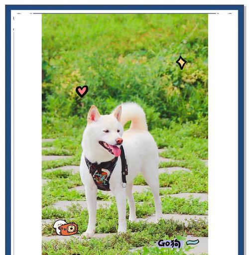 白柴犬成年后体重多少是正常范围？影响白柴犬体重的因素有哪些？