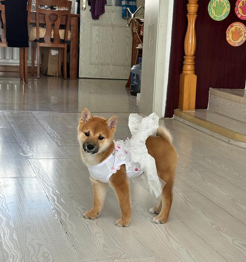 白柴犬成年后体重多少是正常范围？影响白柴犬体重的因素有哪些？