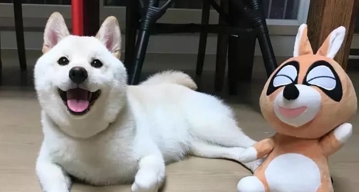 白柴犬串的价格是多少？购买白柴犬串应考虑哪些因素？