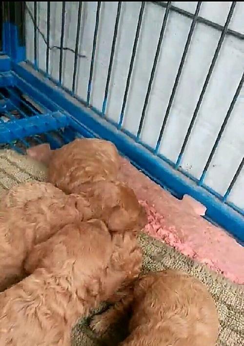 狗把泰迪咬死赔多少钱一只？法律上有哪些规定？