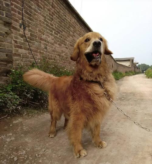 张家口养柴犬怎么样啊多少钱？福州让养的大型犬品种有哪些？
