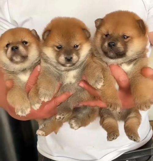 张家口养柴犬怎么样啊多少钱？福州让养的大型犬品种有哪些？