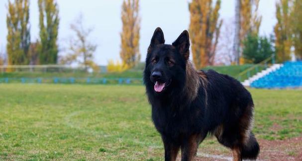 张家口养柴犬怎么样啊多少钱？福州让养的大型犬品种有哪些？