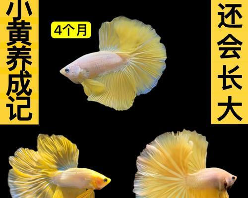 斗鱼苗如何饲养才能长得更大？适合的食物有哪些？