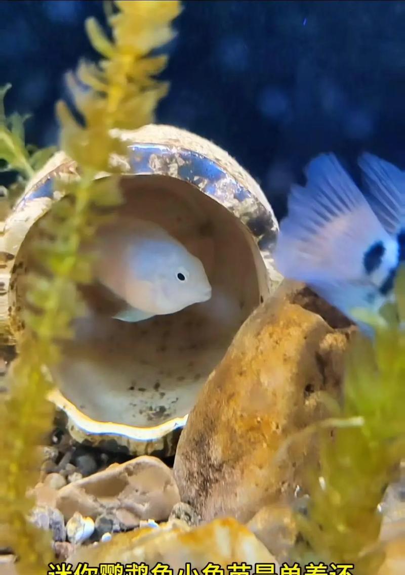 适合小鱼苗的鱼料有哪些？如何正确喂养小鱼苗？