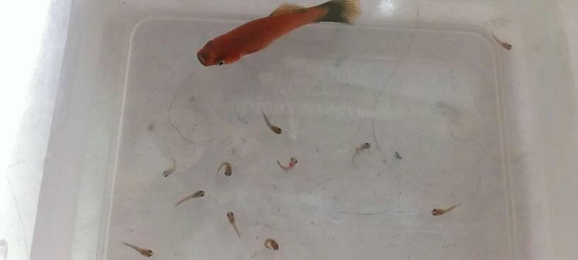 适合小鱼苗的鱼料有哪些？如何正确喂养小鱼苗？