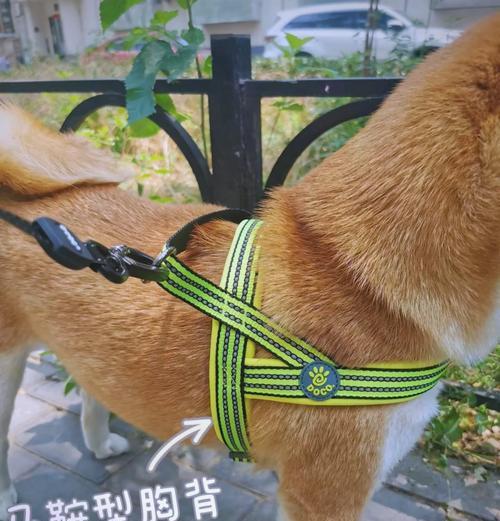 泰迪牵引带的合适重量是多少？如何选择合适的牵引带？