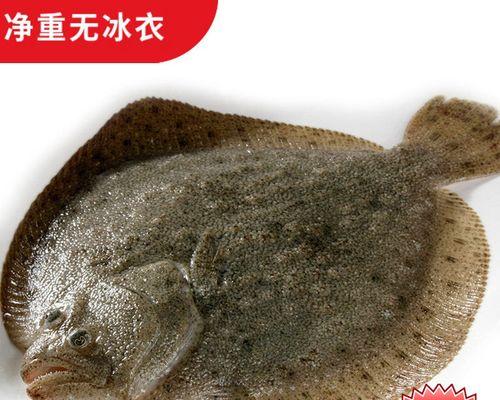 鲽鱼和深海鱼苗有哪些区别？如何区分鲽鱼和其他鱼苗？