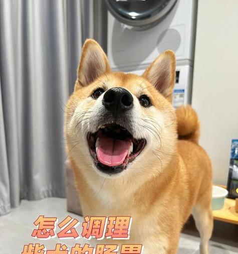 柴犬有基础病能治好吗多少钱？柴犬的基础病有哪些？