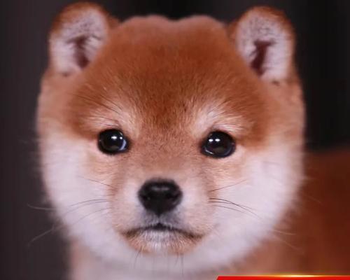 7岁的柴犬能绝育吗多少钱？小型犬玩具牌子有哪些？
