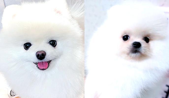 博美小型犬有哪些花色？如何选择适合自己的颜色？