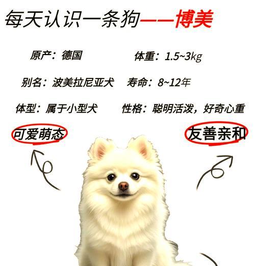 博美小型犬有哪些花色？如何选择适合自己的颜色？
