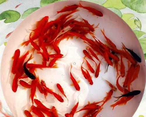 草金鱼鱼苗喂什么食物长得快？如何促进草金鱼鱼苗的快速成长？
