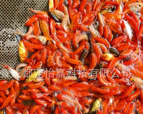 草金鱼鱼苗喂什么食物长得快？如何促进草金鱼鱼苗的快速成长？