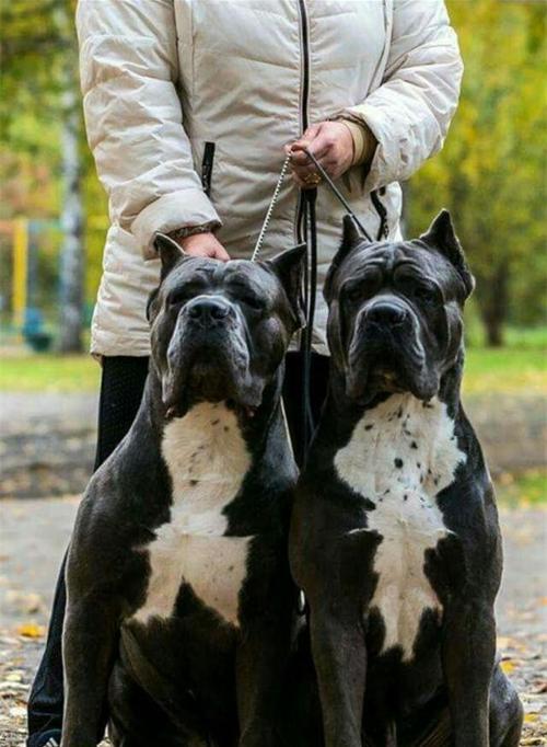 购买大型猛犬需要满足哪些条件？
