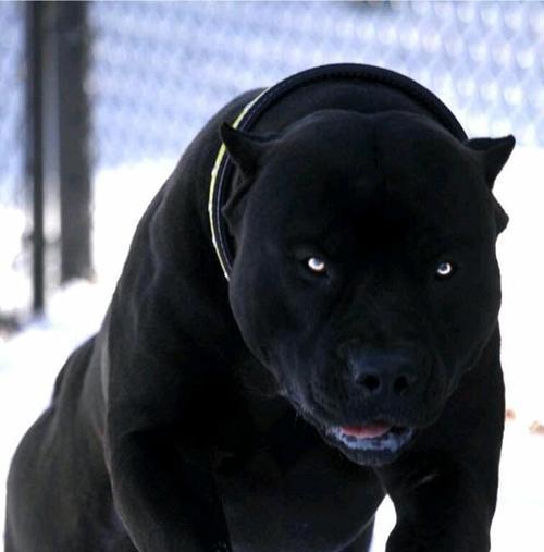 购买大型猛犬需要满足哪些条件？