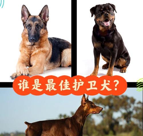 购买大型猛犬需要满足哪些条件？