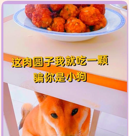 柴犬每日食量如何计算？六斤柴犬的喂食建议是什么？