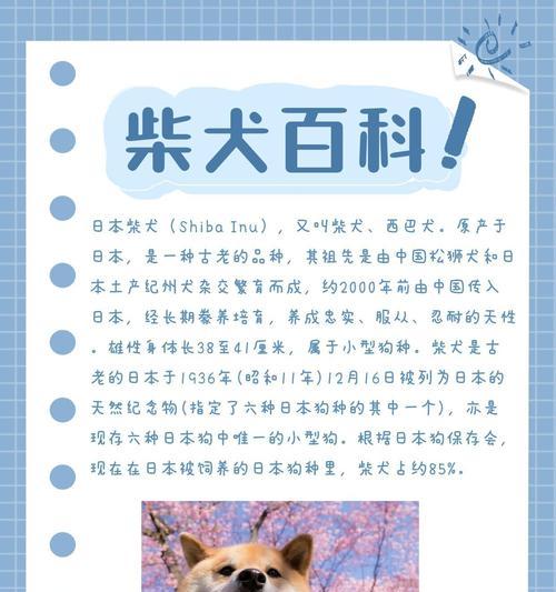 柴犬每日食量如何计算？六斤柴犬的喂食建议是什么？