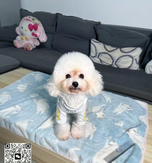 4岁的奶油色泰迪是否适合繁殖？价格是多少？