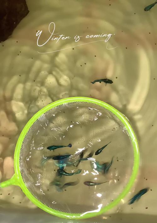 泰国斗鱼苗死亡后复活的原因是什么？如何处理这种情况？