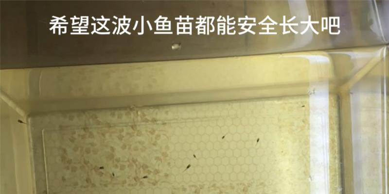 泰国斗鱼苗死亡后复活的原因是什么？如何处理这种情况？