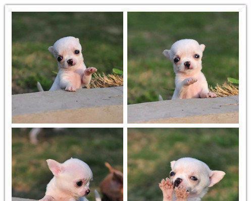 大连柴犬幼崽售价是多少？购买时应注意哪些问题？