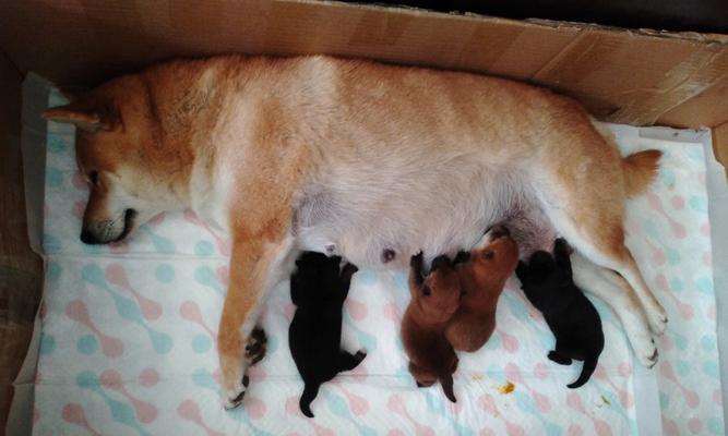 大连柴犬幼崽售价是多少？购买时应注意哪些问题？