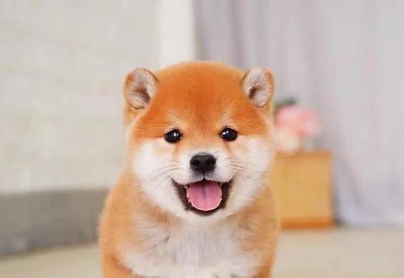 大连柴犬幼崽售价是多少？购买时应注意哪些问题？