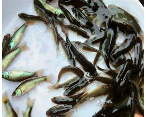 小斑鳜鱼苗的正确喂食方法是什么？如何确保营养均衡？