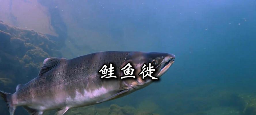 鲑鱼苗为何容易死亡？如何提高鲑鱼苗的存活率？