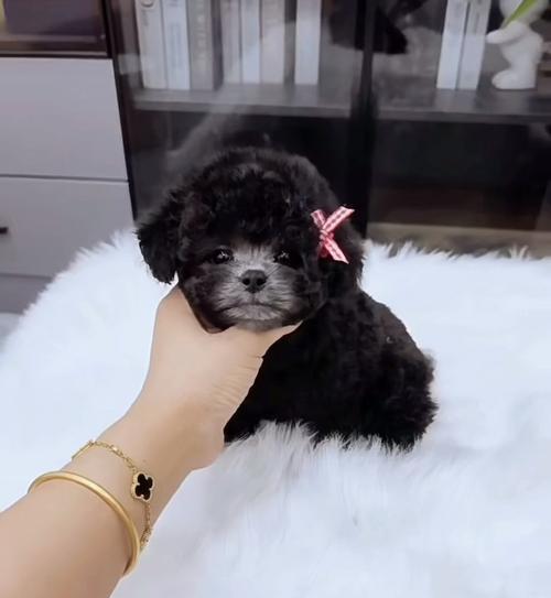 小灰泰迪开食需要多久？如何促进其食欲？