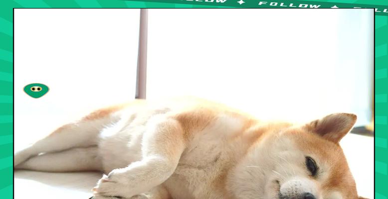 柴犬胎毛的正常长度是多少厘米？柴犬胎毛长度异常怎么办？