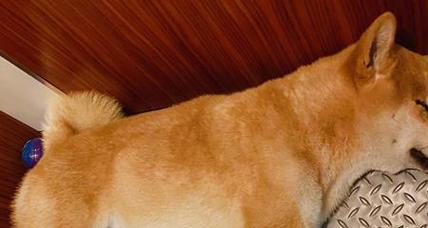 柴犬胎毛的正常长度是多少厘米？柴犬胎毛长度异常怎么办？