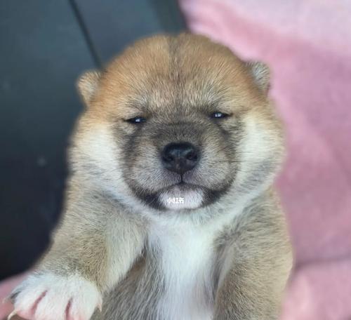 柴犬胎毛的正常长度是多少厘米？柴犬胎毛长度异常怎么办？