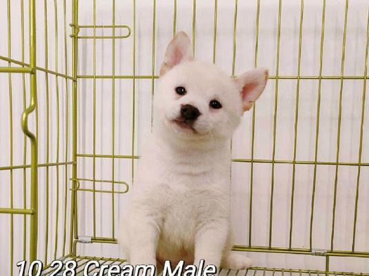 同城出售白柴犬的价格是多少？购买同城白柴犬需要多少费用？