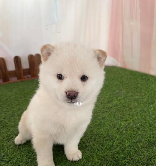 同城出售白柴犬的价格是多少？购买同城白柴犬需要多少费用？