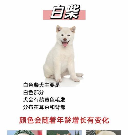 同城出售白柴犬的价格是多少？购买同城白柴犬需要多少费用？