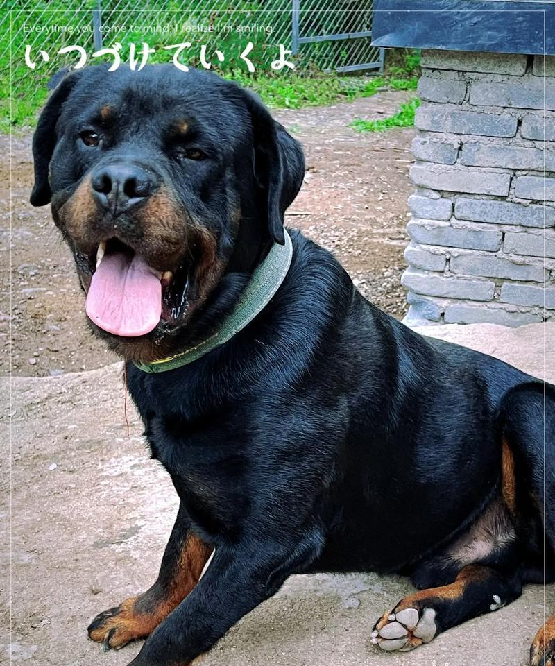 温顺的大型犬有哪些？哪些大型犬品种性格最为温和？