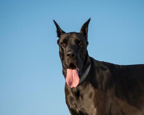 温顺的大型犬有哪些？哪些大型犬品种性格最为温和？