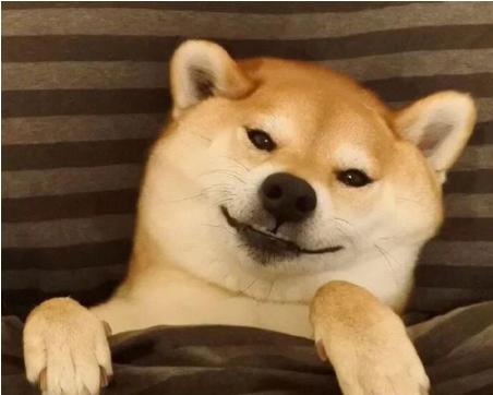 柴犬的发情周期是多久？多少天算正常？