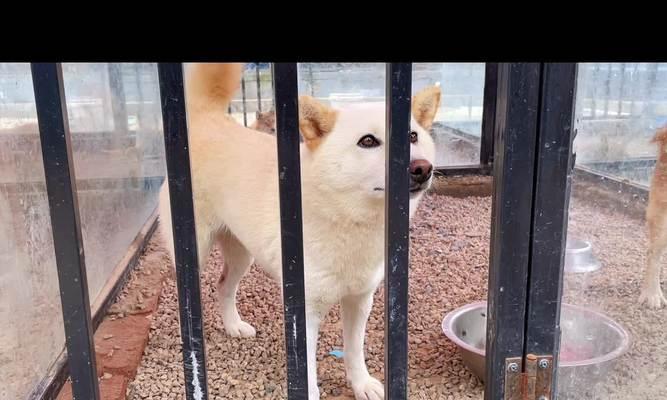 柴犬的发情周期是多久？多少天算正常？