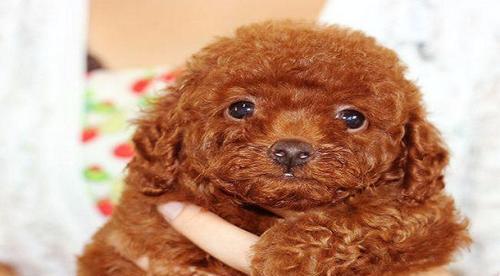 在宠物店购买泰迪幼犬是否合适及价格？